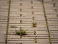 Cobblestone paving footpath with a bunch of grass, concrete cobbles. Texture of old stone path