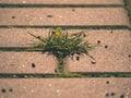 Cobblestone paving footpath with a bunch of grass, concrete cobbles. Texture of old stone path Royalty Free Stock Photo