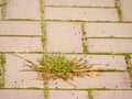 Cobblestone paving footpath with a bunch of grass, concrete cobbles. Texture of old stone path