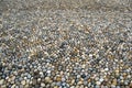 Cobblestone paving texture