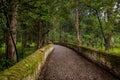 Cobblestone road in thick forest Royalty Free Stock Photo