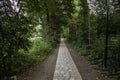 Cobblestone road in the forest Royalty Free Stock Photo