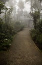 Cobblestone road in the forest Royalty Free Stock Photo