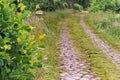 The cobblestone road in the forest, path in green forest in spring Royalty Free Stock Photo