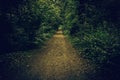 Cobblestone road in the forest Royalty Free Stock Photo