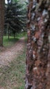 Cobblestone road in the middle of the forest Royalty Free Stock Photo