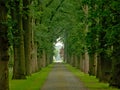 Cobblestone road with misty lanes of trees in a green spring forest in Kalmthout Royalty Free Stock Photo