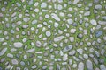 Cobblestone texture with grass between blocks