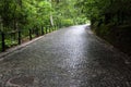 Cobblestoned alley in the forest Royalty Free Stock Photo