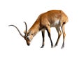 Cobe lechwe, species of antelope