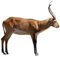 Cobe lechwe african antelope of genus waterbuck Royalty Free Stock Photo