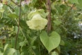 Cobea scandes f.alba in bloom