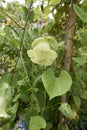 Cobea scandes f.alba in bloom