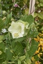 Cobea scandes f.alba in bloom