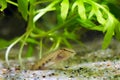Cobitis taenia, spined loach, common freshwater ornamental fish in European nature aquarium Royalty Free Stock Photo