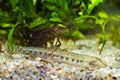 Cobitis taenia, weather spined loach, common freshwater ornamental fish in European nature aquarium Royalty Free Stock Photo