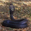 Cobra Royalty Free Stock Photo