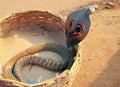 A cobra in a basket Royalty Free Stock Photo