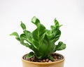 Cobra Bird`s nest fern in brown plant pot on white background Royalty Free Stock Photo