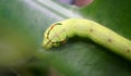 Cobra Caterpillar on green leaf, Close up Royalty Free Stock Photo