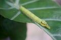 Cobra Caterpillar on green leaf, Close up Royalty Free Stock Photo