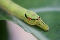 Cobra Caterpillar on green leaf, Close up Royalty Free Stock Photo