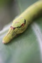 Cobra Caterpillar on green leaf, Close up Royalty Free Stock Photo