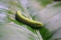 Cobra Caterpillar on green leaf, Close up Royalty Free Stock Photo