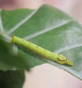 Cobra Caterpillar on green leaf, Close up shot Royalty Free Stock Photo