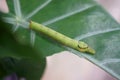 Cobra Caterpillar on green leaf, Close up Royalty Free Stock Photo