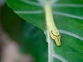 Cobra Caterpillar on green leaf, Close up shot Royalty Free Stock Photo