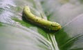 Cobra Caterpillar on green leaf, Close up shot Royalty Free Stock Photo