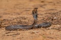 The cobra is the common name of some elapids able to widen the ribs to form the famous hood Royalty Free Stock Photo