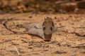 The cobra is the common name of some elapids able to widen the ribs to form the famous hood Royalty Free Stock Photo