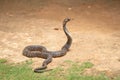 The cobra is the common name of some elapids Royalty Free Stock Photo
