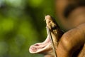 Cobra Fangs Royalty Free Stock Photo