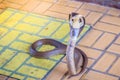A cobra hooding and growling on the floor. The monocled cobra (Naja kaouthia), also called monocellate cobra, is a deadly venomous