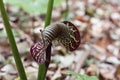 Cobra Lily, Arisaema griffithii var. pradhani, Arum Family, Araceae