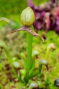 Cobra lily (Pitcher plant) Royalty Free Stock Photo