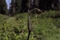 Cobra Plant-Himalayan Cobra Lily. Arisaema propinquum Royalty Free Stock Photo