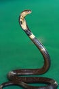 Cobra Snake Royalty Free Stock Photo