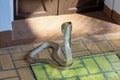 The Cobra snake on cement floor at thailand Royalty Free Stock Photo