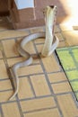 The Cobra snake on cement floor at thailand Royalty Free Stock Photo