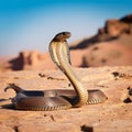 Cobra snake in desert, AI generated Royalty Free Stock Photo