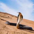 a cobra snake in the desert, AI generated Royalty Free Stock Photo