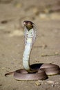Cobra snake in the desert, AI generated Royalty Free Stock Photo