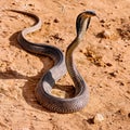 a cobra snake in the desert, AI generated Royalty Free Stock Photo