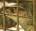 Cobra snake got inside the cage Royalty Free Stock Photo
