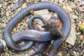 Cobra snake in India Royalty Free Stock Photo