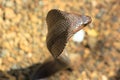 Cobra snake in India Royalty Free Stock Photo